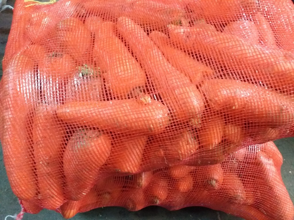 Zanahoria  gruesa