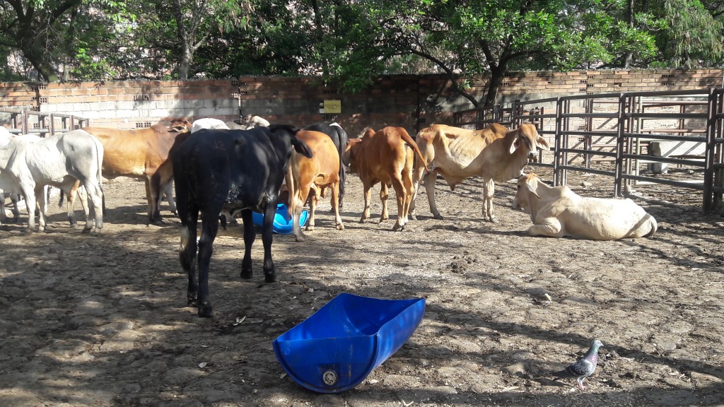 Macho de levante