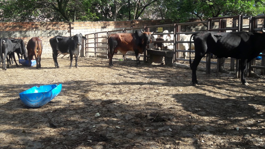 Toros cebuinos /comercial