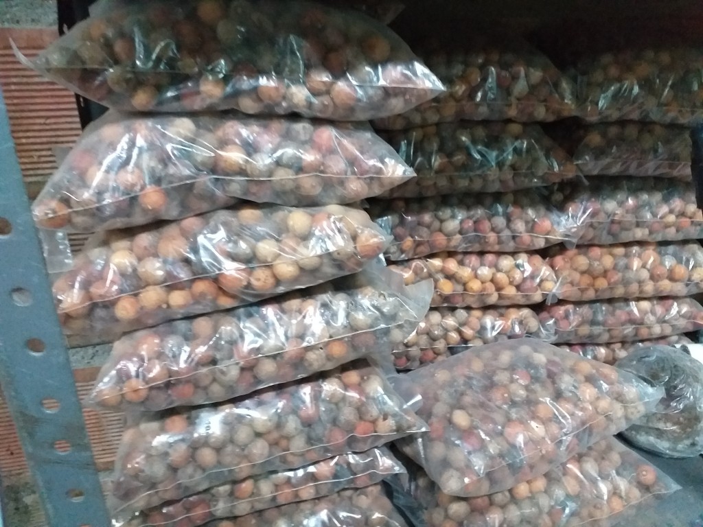 Corozo