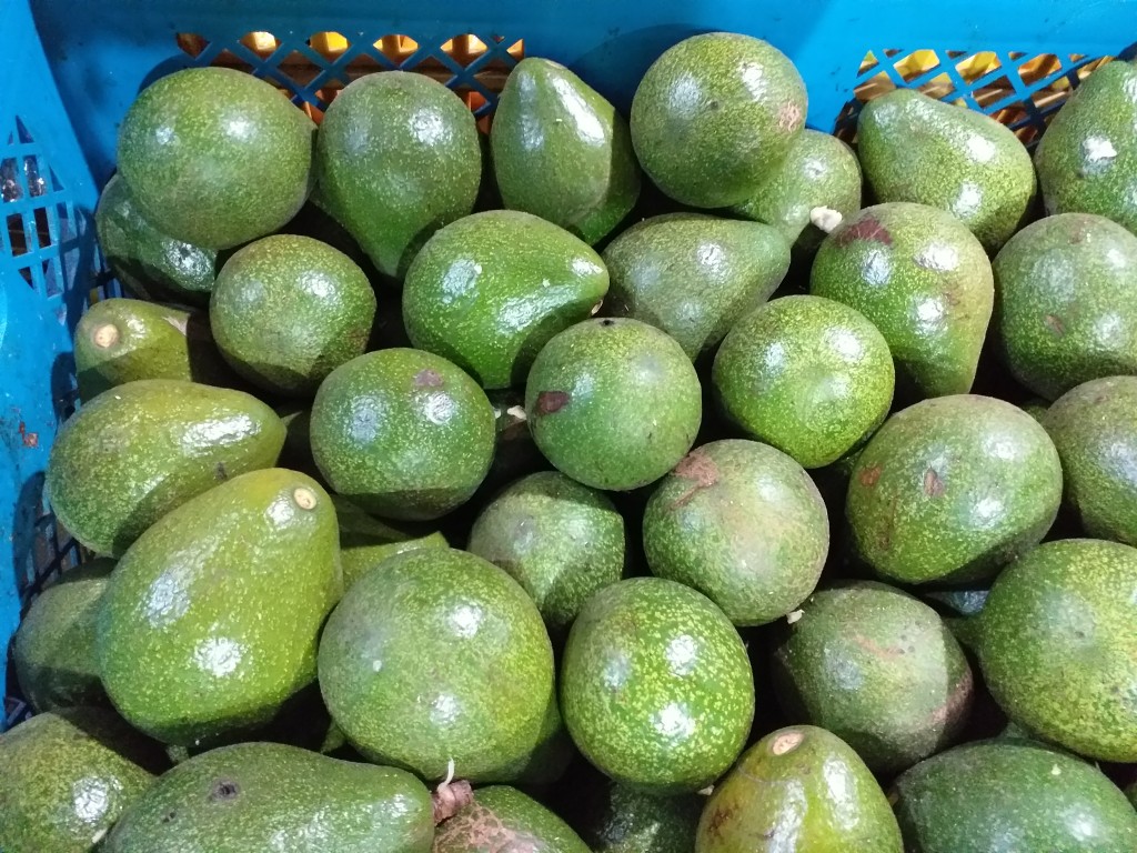 Aguacate