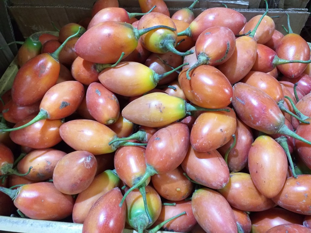 Tomate arbol delgado