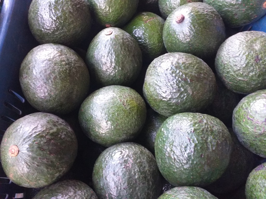 Aguacate reeds