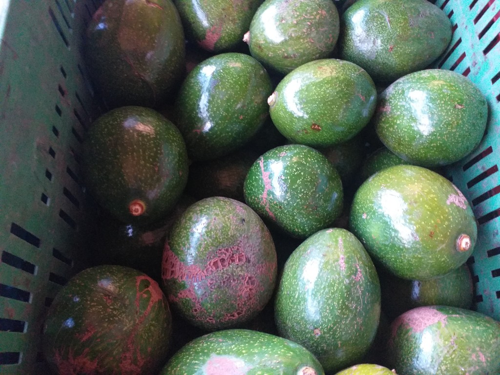 Aguacate choquette