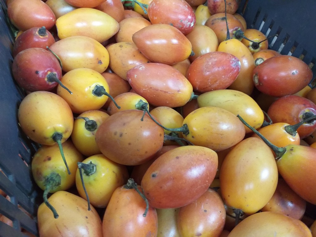 Tomate arbol industrial