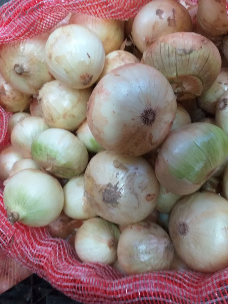 Cebolla huevo blanca