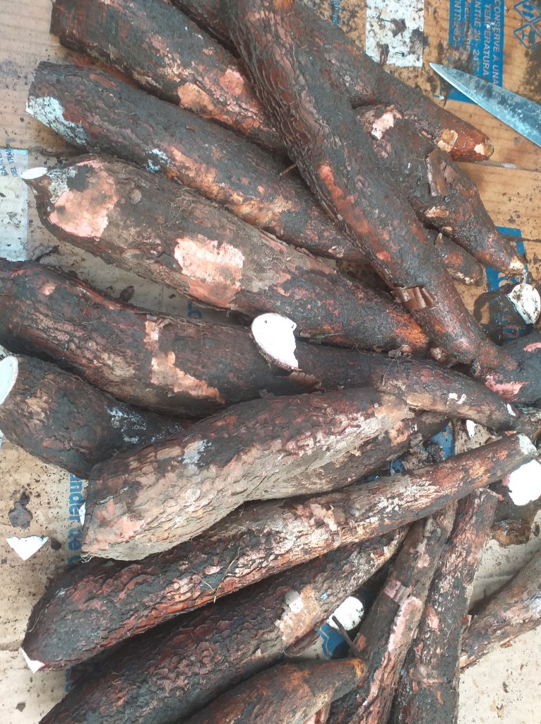 Yuca chirosa ( armenia)