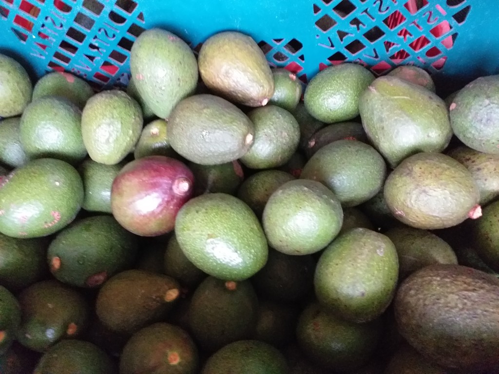 Aguacate fuerte