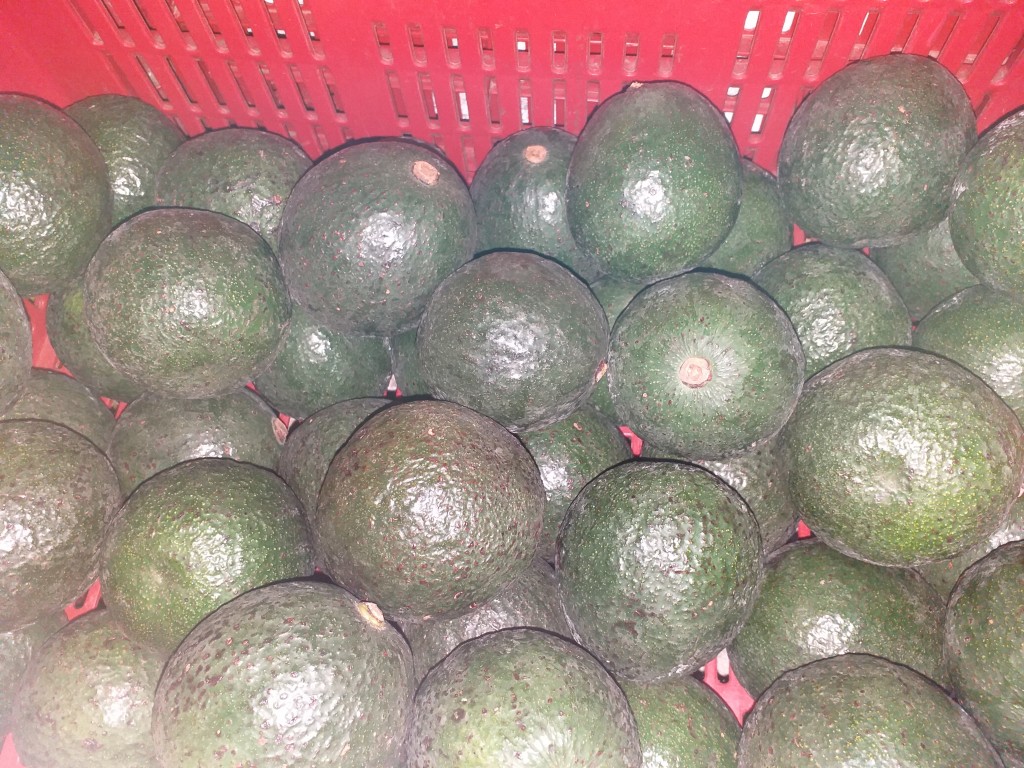 Aguacate reeds mediano