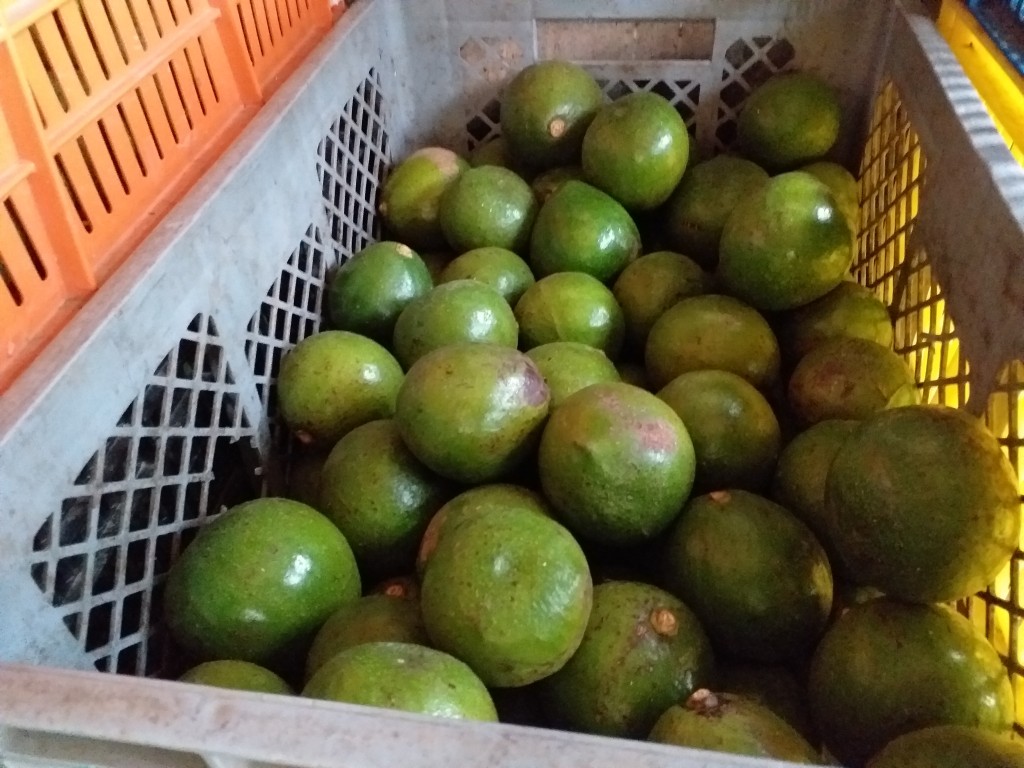 Aguacate choquette