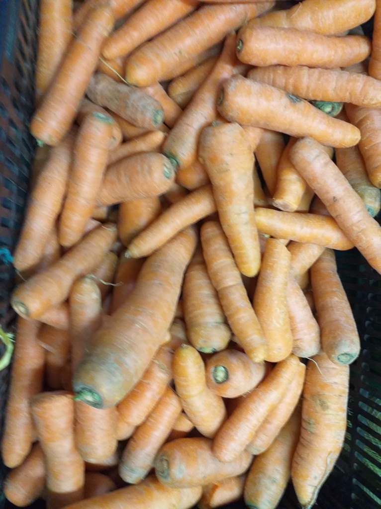 Zanahoria
