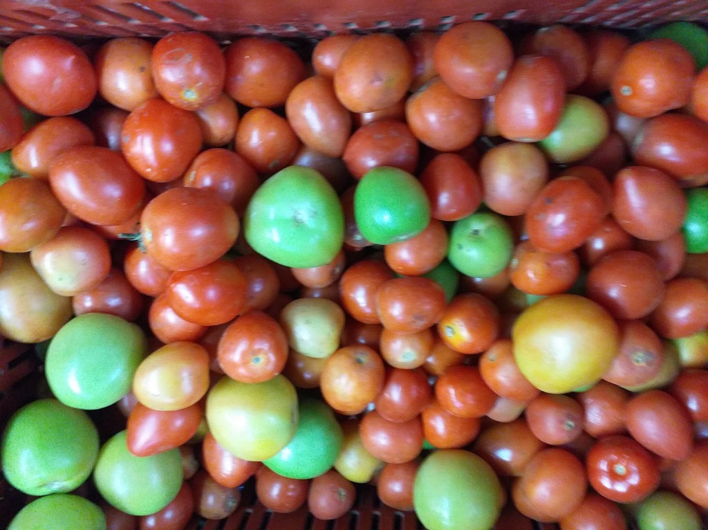 Tomate delgado