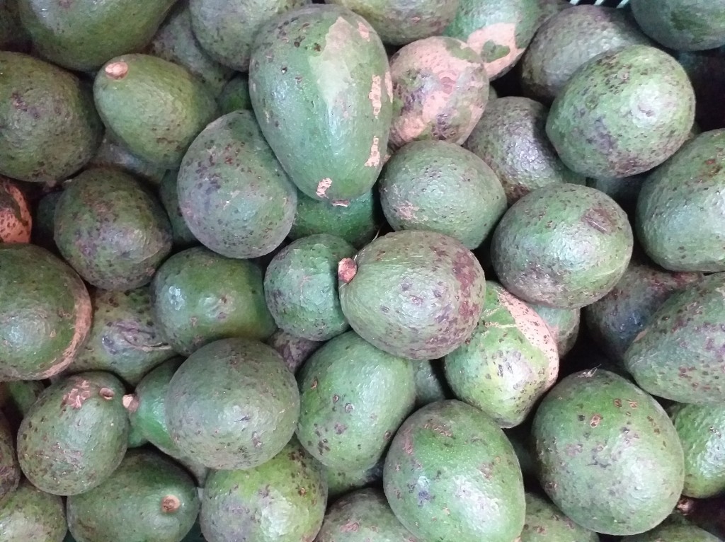 Aguacate hass