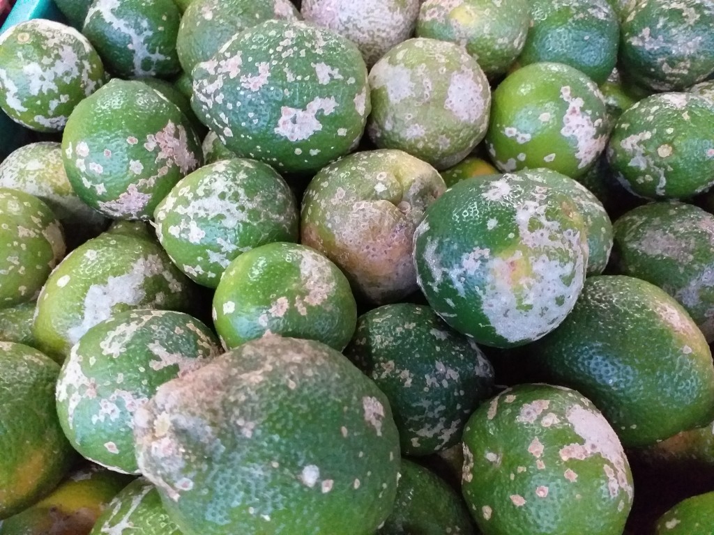 Limon mandarino