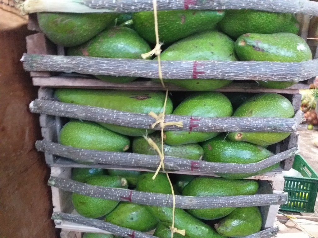 Aguacate criollo