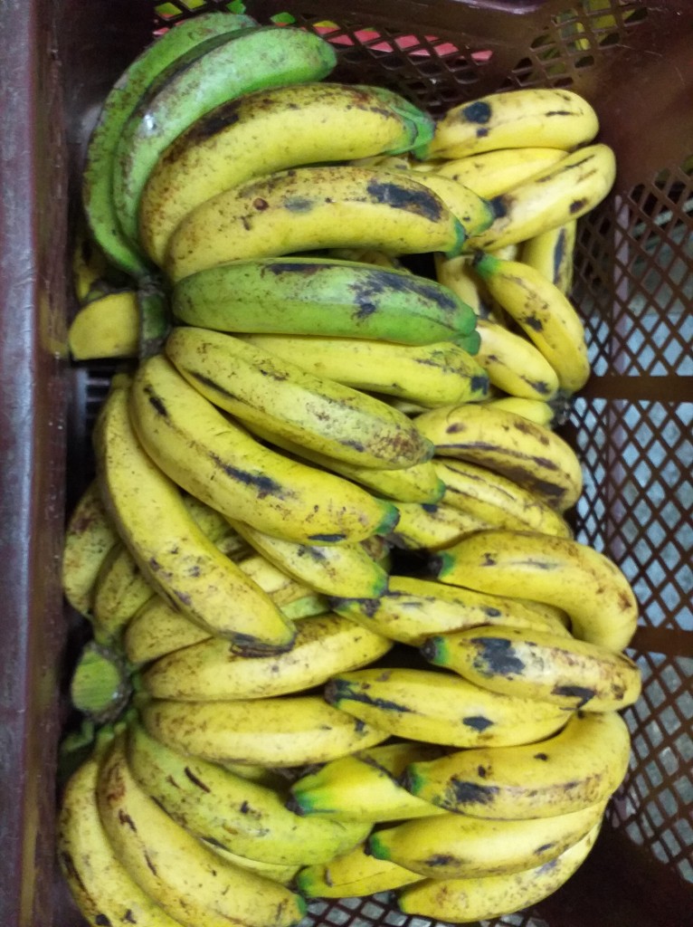 Banano criollo