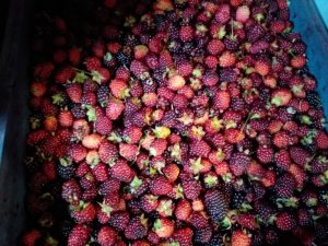 Moras de oriente