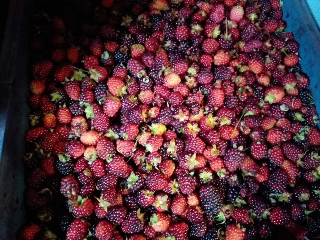 Moras de oriente