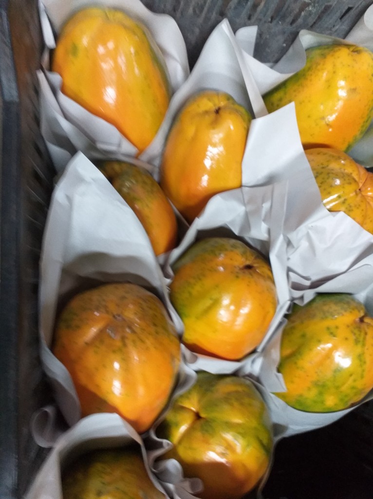 Papaya