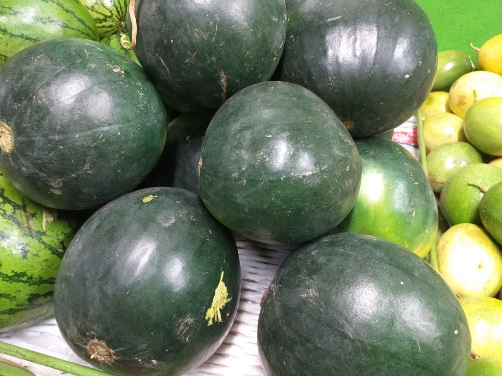 Sandia vanesa