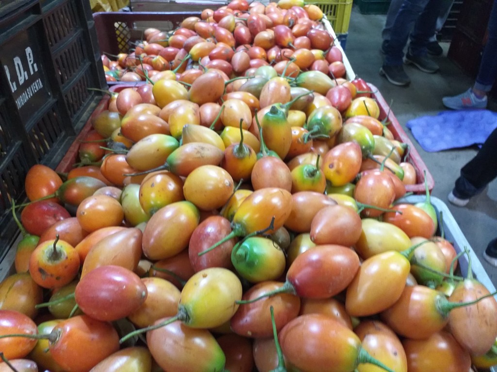 Tomate de arbol