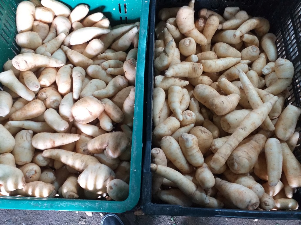 Arracacha seleccionada