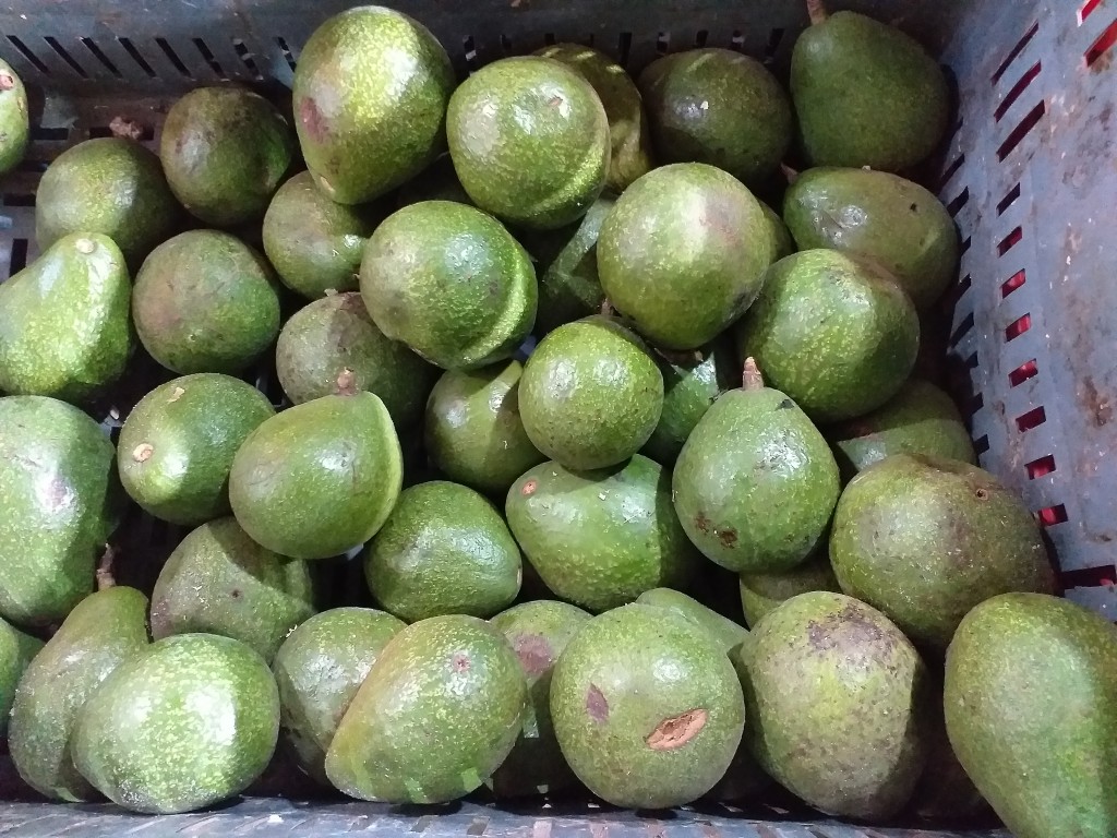 Aguacate
