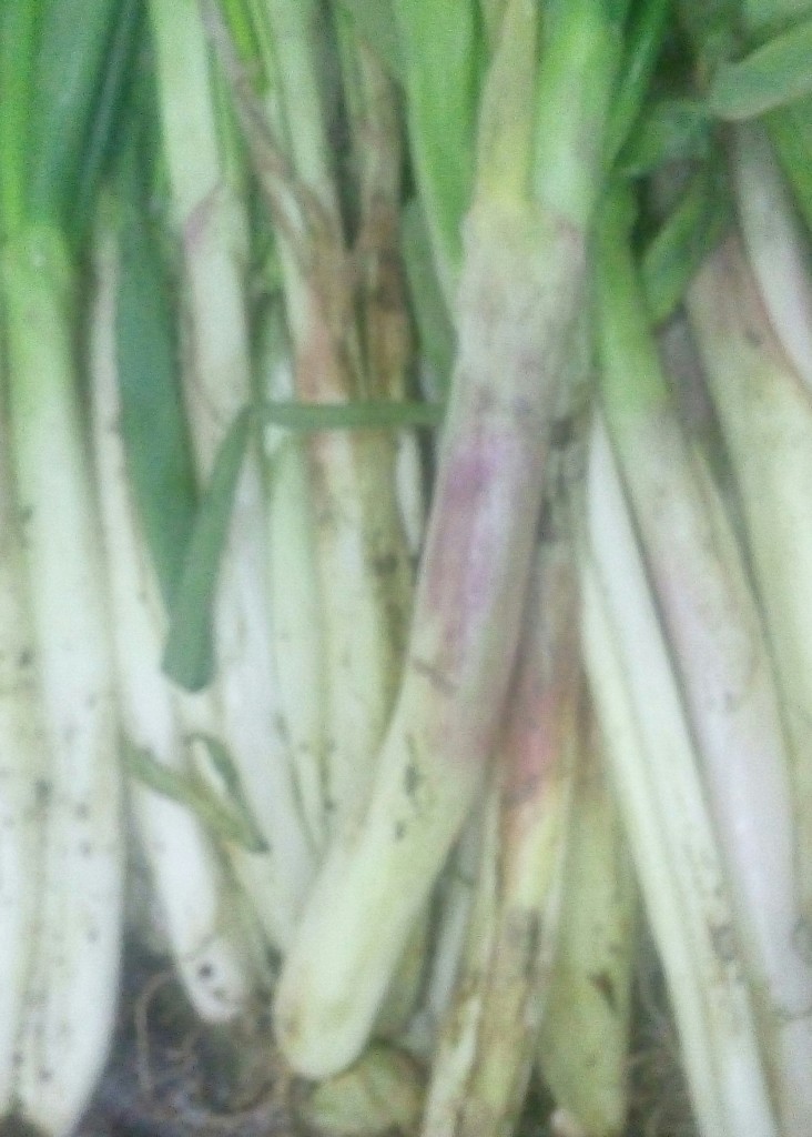 Cebolla larga