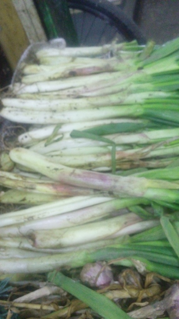 Cebolla larga