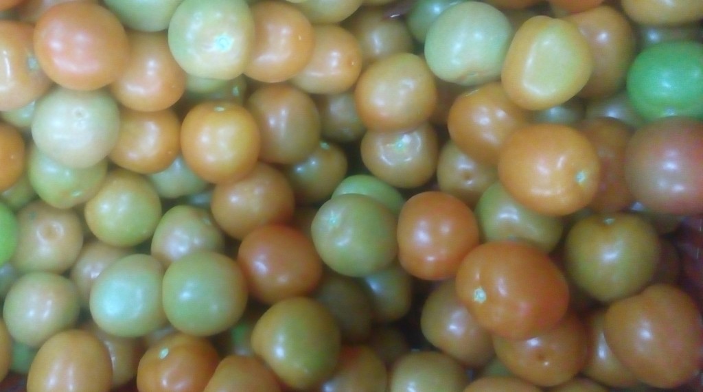 Tomate chonto parejo