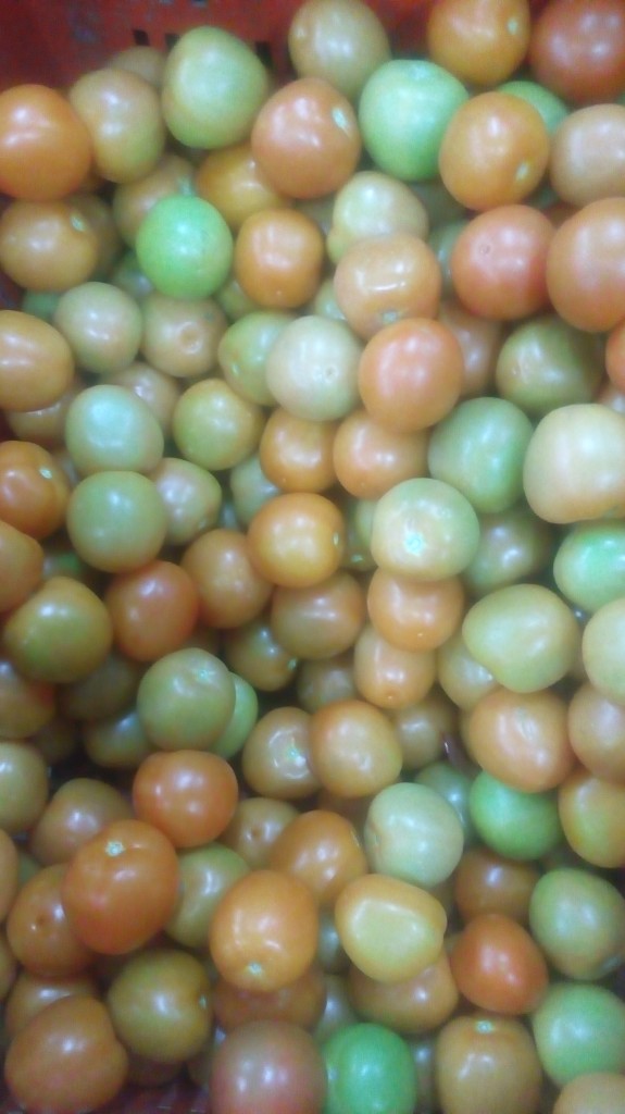 Pepino cohombro
