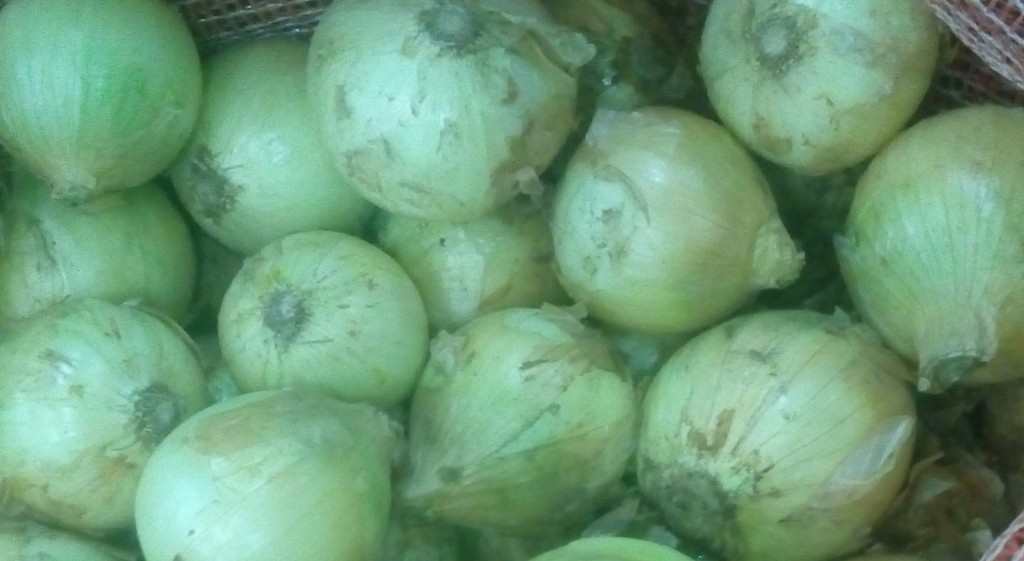 Cebolla cabezona gruesa