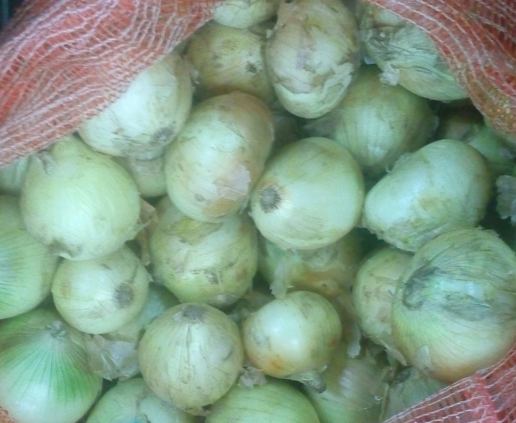 Cebolla cabezona gruesa