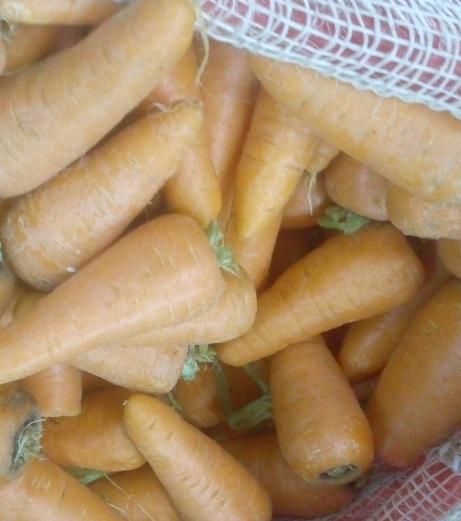 Zanahoria gruesa