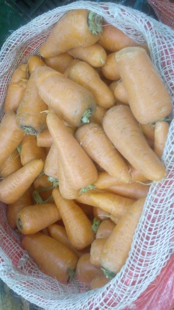 Zanahoria gruesa