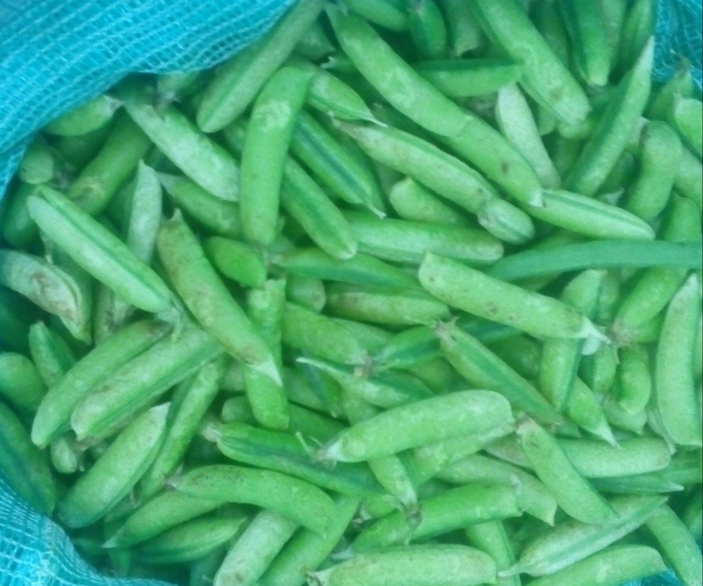 Arveja en cascara