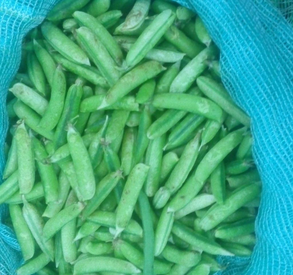 Arveja en cascara