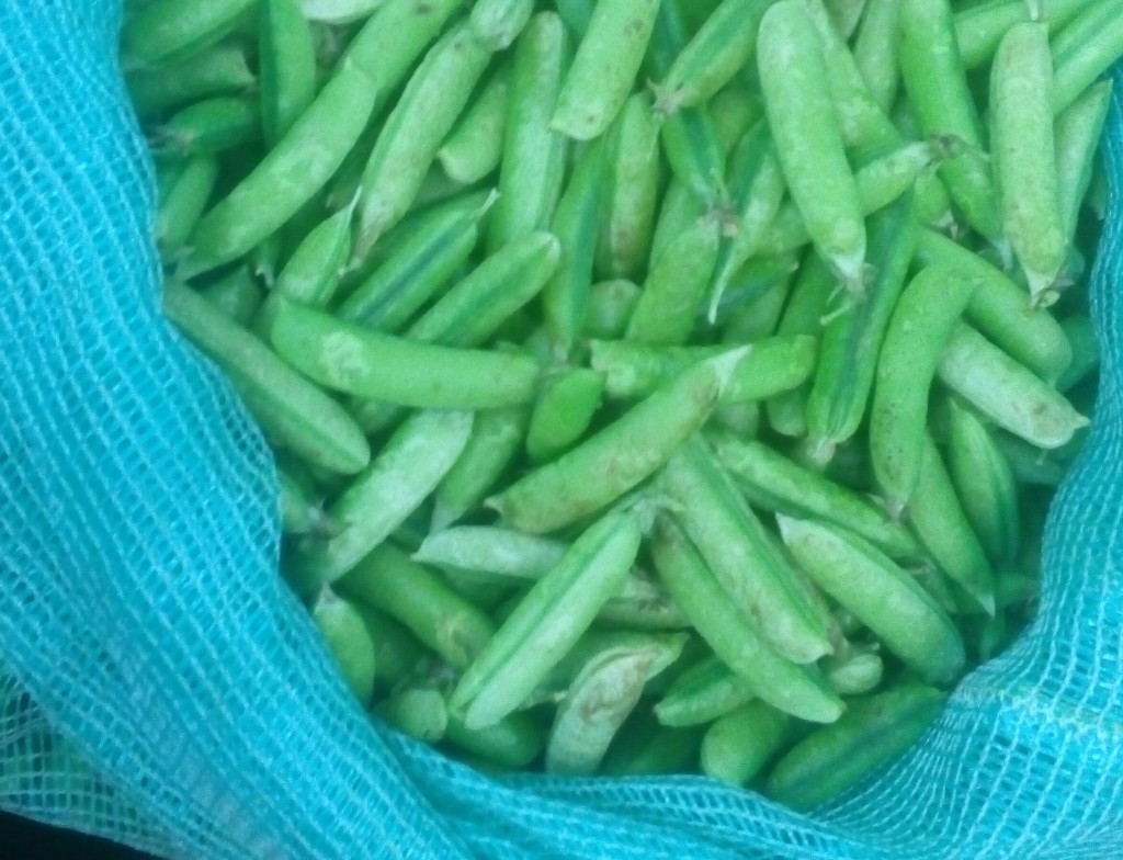 Arvejas en cascara