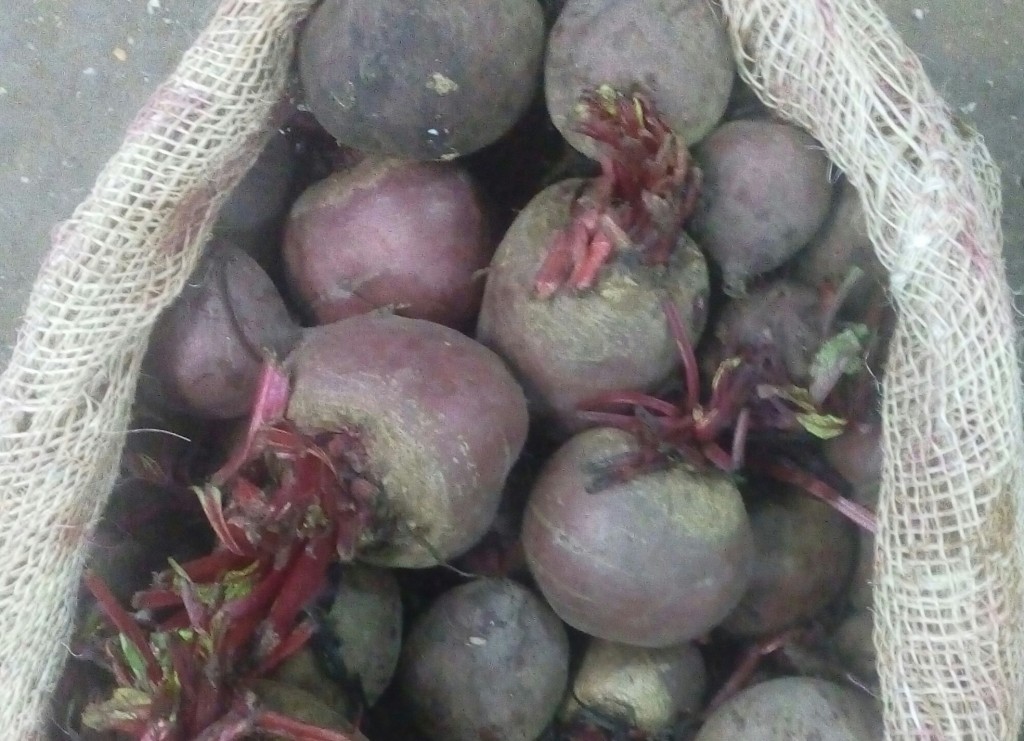 Remolacha