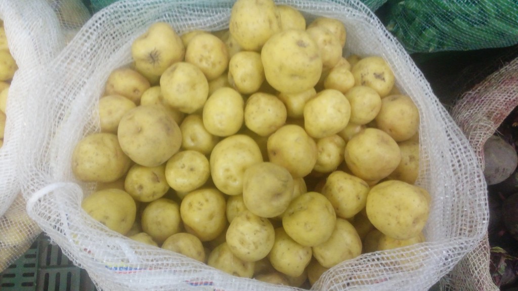Papa criolla gruesa