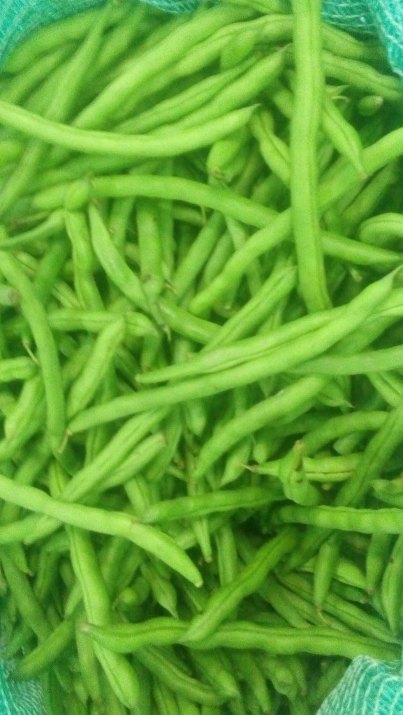 Habichuelas