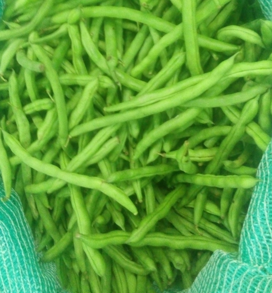 Habichuelas