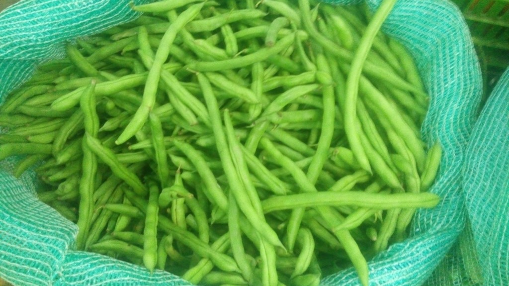 Habichuelas