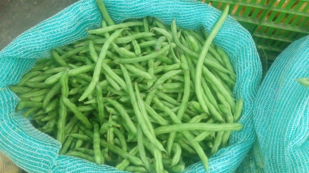 Habichuelas