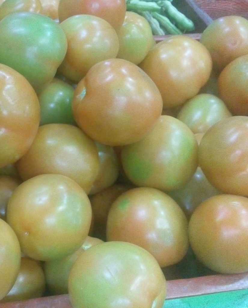 Tomate chonto selecto