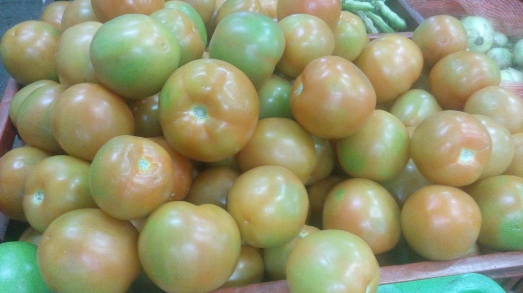 Tomate chonto selecto