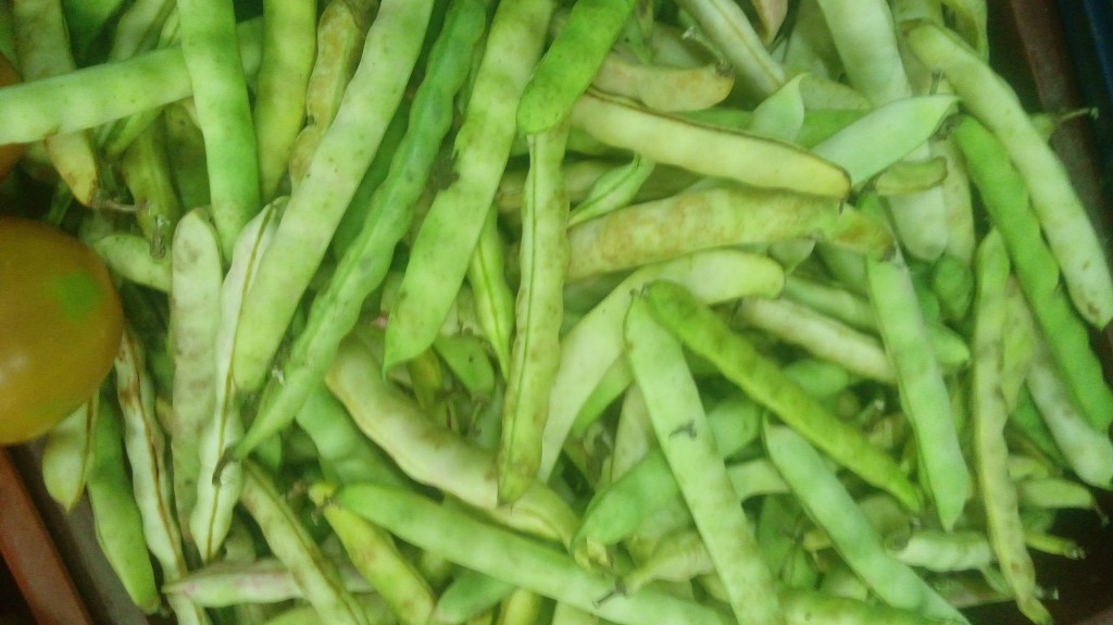Frijol en cascara