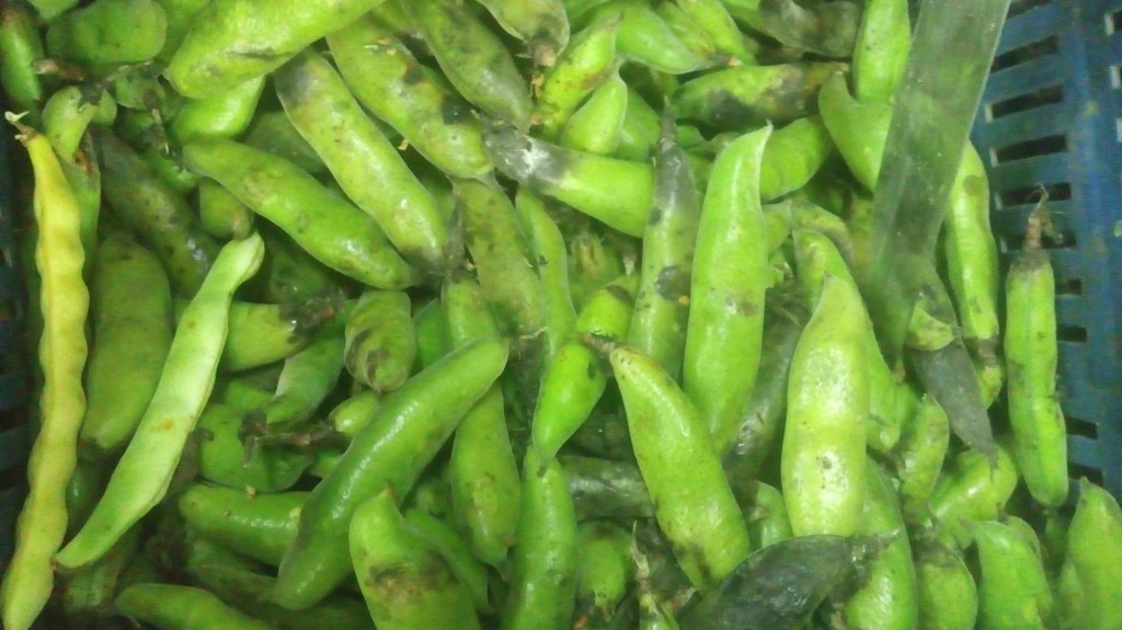 Abás en cascara