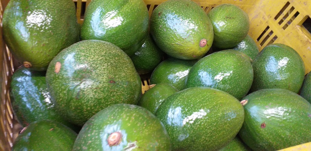 Aguacate choquette