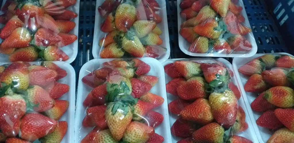 Fresa jumbo en bandeja
